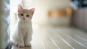 Beyaz Kedi Turleri Ve Ozellikleri Kediler Gen Tr