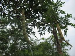 Image result for Mundulea