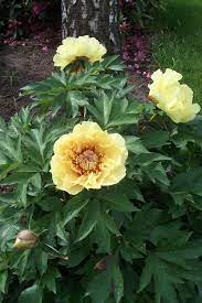 Check spelling or type a new query. Garden Treasure The Peony Society