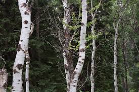 Over 67,552 birch tree pictures to choose from, with no signup needed. White Birch Tree