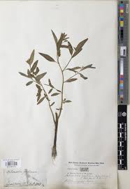 Image result for Sphenoclea zeylanica