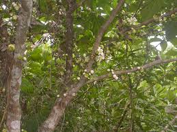 Image result for Bellucia pentamera