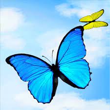 View, download, rate, and comment on 127 butterfly gifs. Flying Butterfly Butterfly Gif Butterfly Background Butterfly Photos