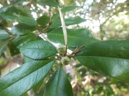 Image result for Croton pseudopulchellus