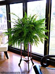 We did not find results for: Indoor Fern Growing Tips Redhead Can Decorate