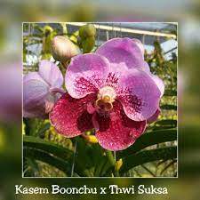 Vanda Blooming Archives Bb Orchids Orchids Bloom Flowers