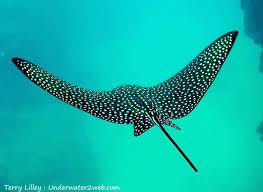 Check out our eagle ray selection for the very best in unique or custom, handmade pieces from our shops. Hihimanu The Spotted Eagle Ray The Garden Island
