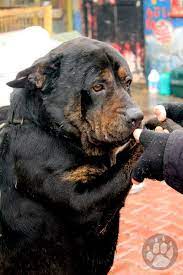 rottweiler in yedikule animal shelter hayvan barinagi hayvan hayvanlar