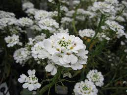 Candytuft All Time Favorite Perennial For Flower Bed Or Path Border Garden Walkway Perennials Flower Beds