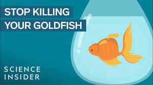How To Keep Your Goldfish Alive For 15 Years Youtube