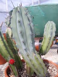 Image result for Myrtillocactus geometrizans