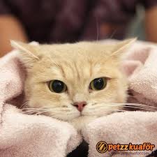 Kedi Makine Trasi Kedi Kuaforu