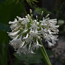 Image result for Agapanthus praecox