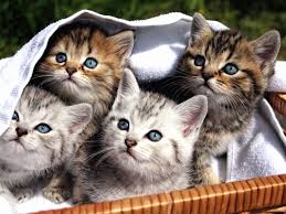 Wie du deine mama überredest??? Katzenbabys Kleinanzeigen Viele Babykatzen Abzugeben