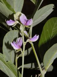 Image result for Galactia striata