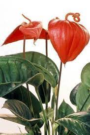 A Z List Of House Plants Common And Scientific Names Common House Plants Anthurium Plant Anthurium