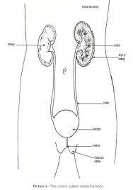 See more ideas about human body diagram, body diagram, drawings. Body System Urinary Female