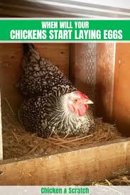 Some chickens may start laying eggs as early as 16 to 18 weeks old, while others may take upwards of 28 to 32 weeks (closer to 8 months old)! When Will Your Chickens Start Laying Eggs