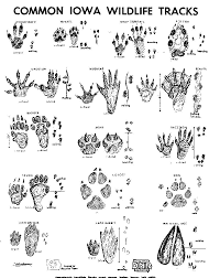 Go Exploring 14 Iowa Wildlife Tracks To Look For In 2019