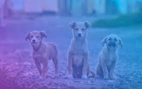 Spoilt Dog Test Dog Test Spoiled Dogs Dog Quiz