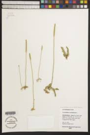 Image result for Lycopodiella caroliniana