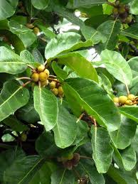 Image result for Ficus lutea