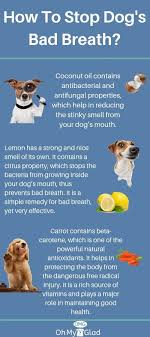 Do You Really Know How To Brush Dog S Teeth At Home Bad Dog Breath Dog Health Dog Breath