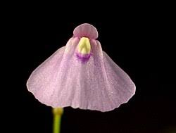 Image result for Utricularia welwitschii