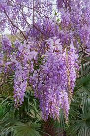 It takes a little more work to successfully grow this plant in containers, but if you're committed, the payoff is quite lovely. Best Flowering Vines For The Northern Us Gardener S Path