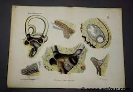 Details About Antique Wall Chart Picture Print Hearing Organ Anatomic Atlas E Wenzel Ca1875