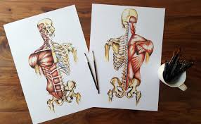 Medical Anatomy Art Print Of Watercolour Muscles And Etsy Anatomy Art Art Medical Anatomy