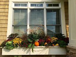 Small window box with large sweet potato vine: Fall Window Box Ideas And Pictures