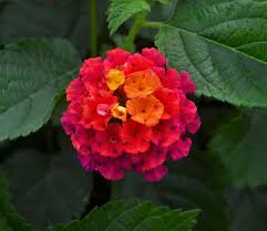 Image result for Lantana camara