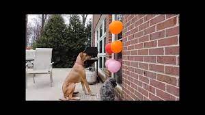 How To Stop Your Dog From Jumping On The Door Using Balloons Youtube