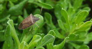 Sogar die schuhe stinken extrem. Stinkkafer Auf Dem Vormarsch Landeswelle Thuringen