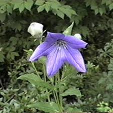 Image result for Platycodon