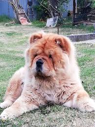 kopek dunyasi adli kullanicinin 2021 satilik chow chow fiyatlari panosundaki pin chow chow yavru kopek kopek