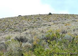 Image result for Polystachya tridentata