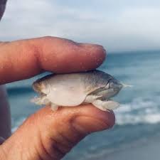 Cocoa beach, canaveral national seashore, palm coast, sebastian nautical news south shore new england usa. 12 Fish You Can Catch In Gulf Shores From The Beach
