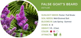 46 Perennial Flowers To Brighten Your Garden Proflowers