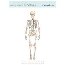 View Of The Full Skeleton Anterior
