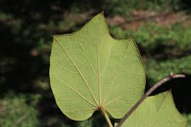 Image result for Chasmanthera dependens