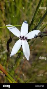 Image result for Cyphia