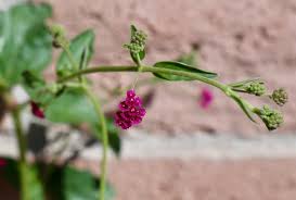 Image result for Boerhavia coccinea