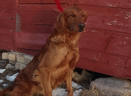 Pups have been ranch raised with kids and other animals. Wildfire Goldens Field Golden Breeder Minnesota
