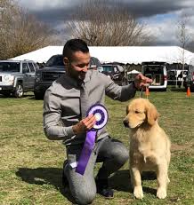 Utah forest south of evanston, wy: Golden Retriever Dogs In Utah County Ut Golden Havoc Kennels