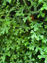 Image result for Selaginella kraussiana