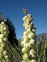 Yucca New Mexico State Flower Flowers Yucca Plants