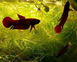 Betta Rutilans