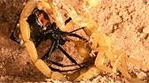 Bark scorpion pest control test today we will look at the viability of using a bark scorpion to remove. Camel Spider Captures And Preys On Black Widow Warning May Be Disturbing To Many Viewers Youtube